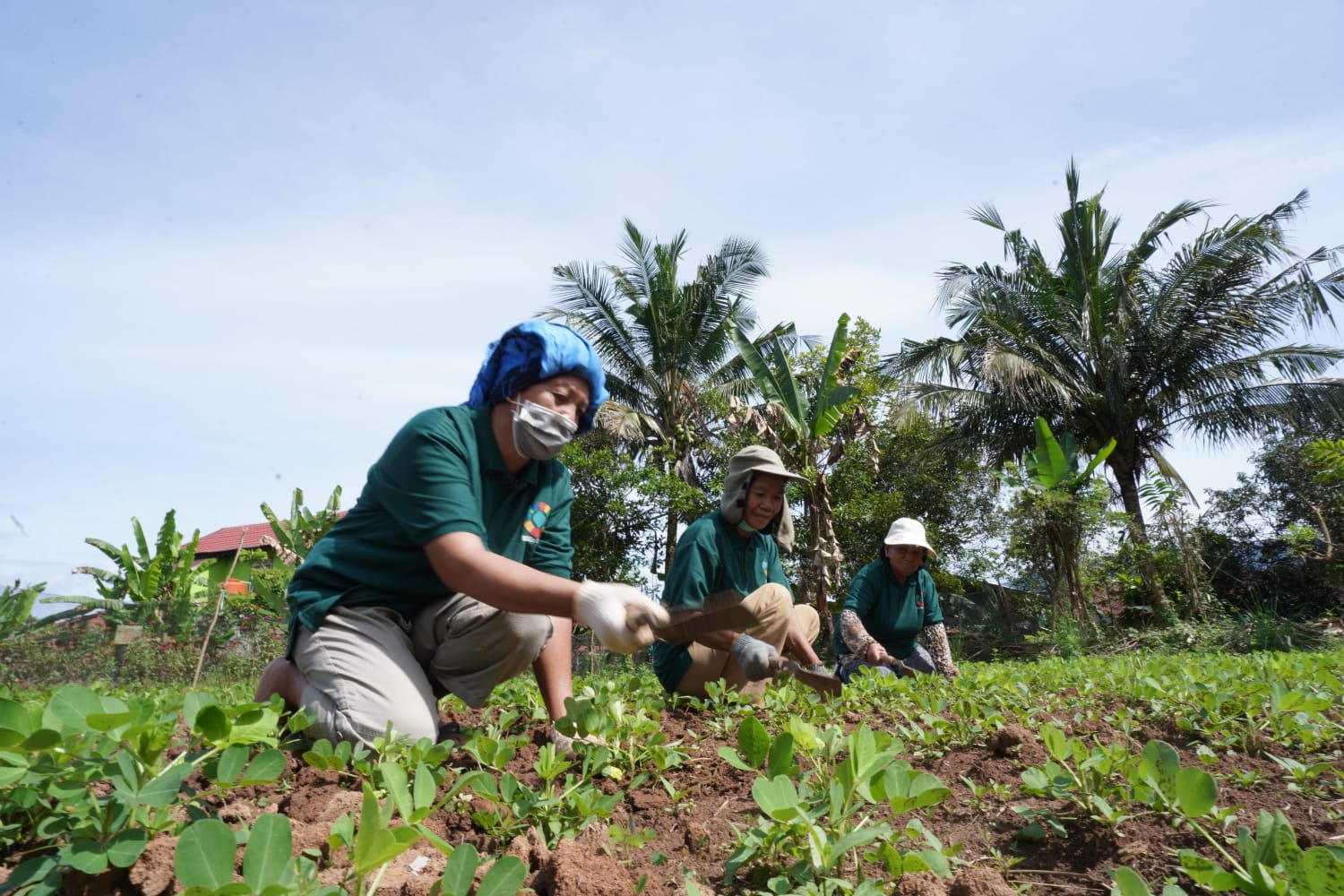 Pertanian Ramah Lingkungan, Langkah PT Vale Indonesia Wujudkan Kemandiran Masyarakat di Area Pemberdayaan