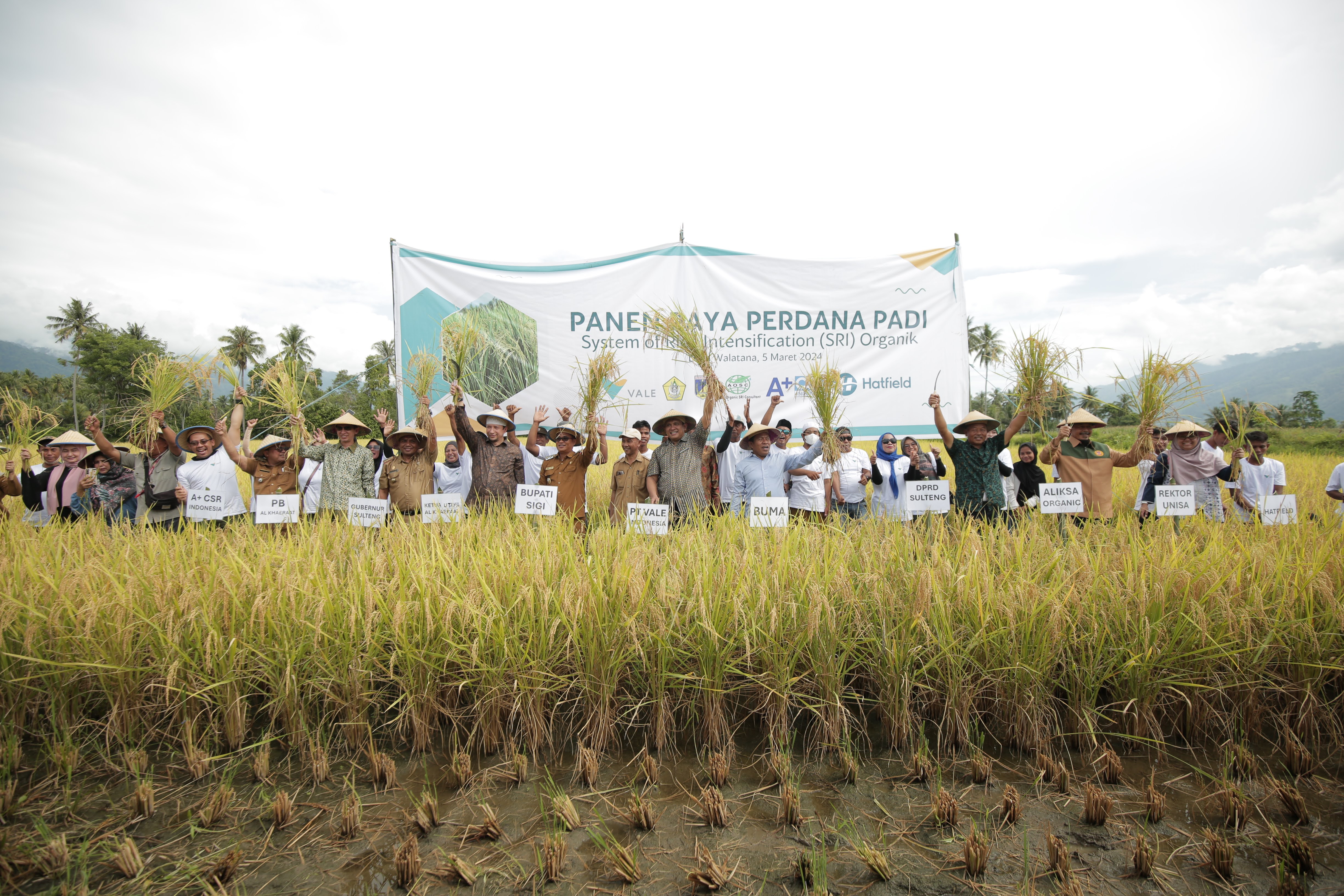 Buktikan Komitmen Keberlanjutan, PT Vale dan Alkhairaat Sinergi Konsultan CSR Panen Perdana Padi SRI Organik di Sigi