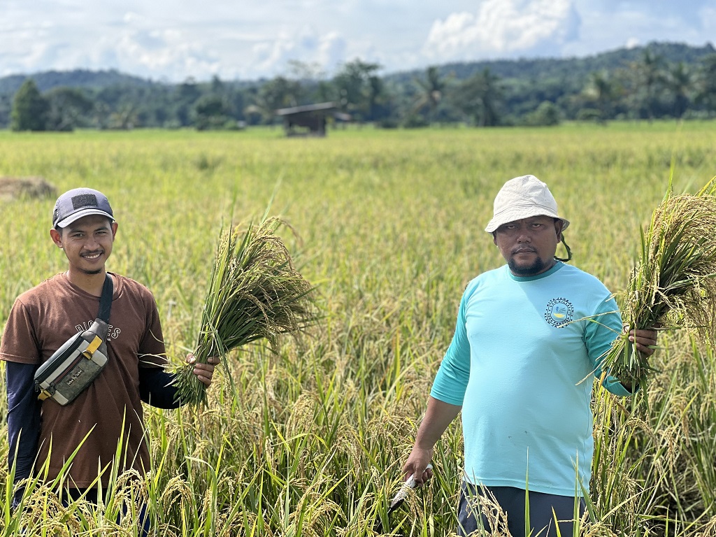Berkat Program SRI Organik, Hasil Panen Binaan PT Vale di Desa Lamedai Melimpah