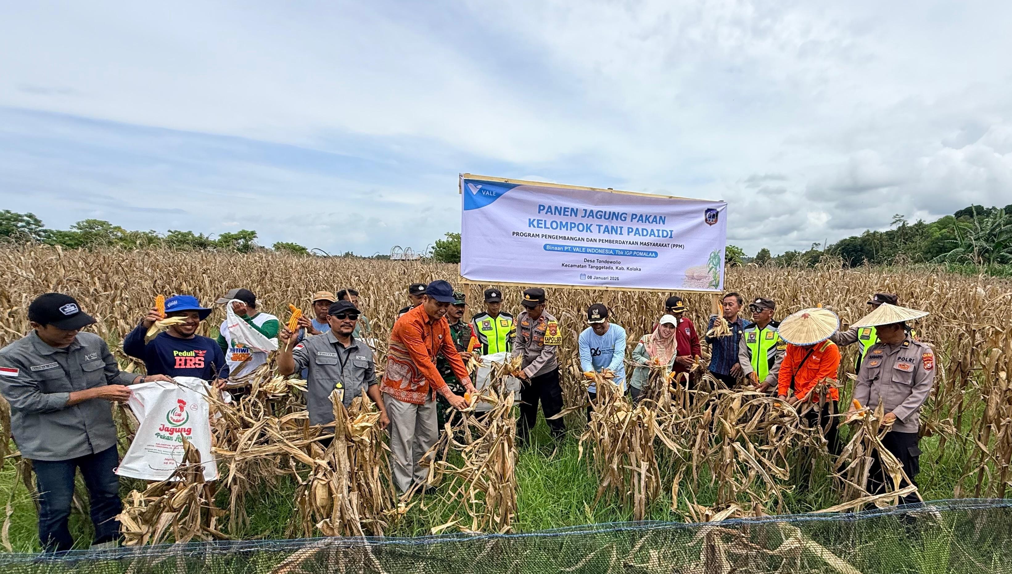 Advancing Sustainable Food Security: PT Vale-Supported Farmers Harvest Feed Corn in Tondowolio